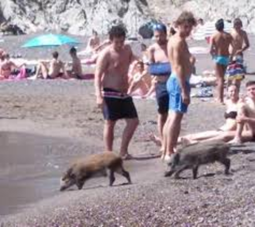 ELBA: NELL’ISOLA (E IN SPIAGGIA) COMANDANO I CINGHIALI, COLDIRETTI CONTRO MANCATA REVISIONE AREE VOTATE E NON VOCATE
