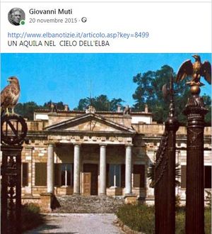 UN' AQUILA  CHE VOLA NEL  CIELO DELL'ELBA 
